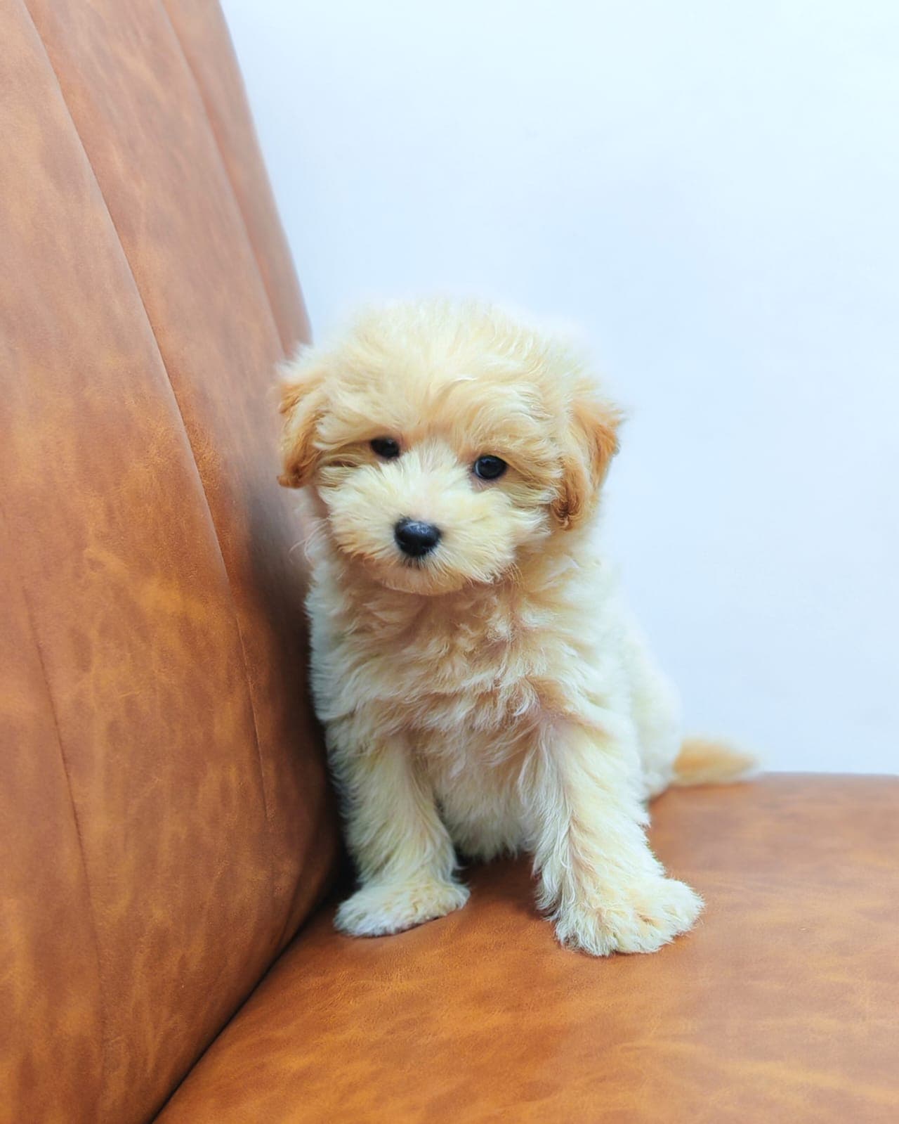 Maltipoo - Image 5
