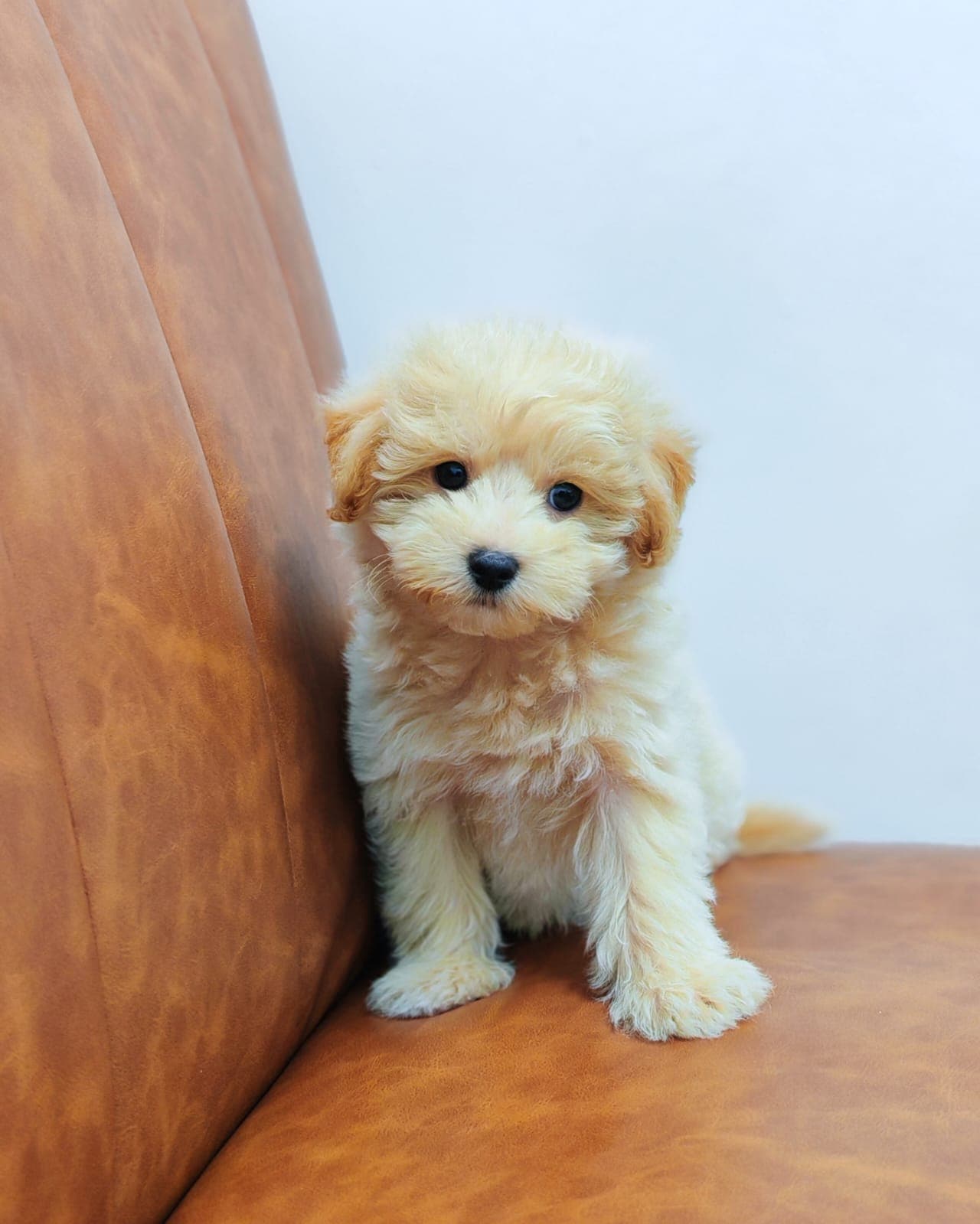 Maltipoo