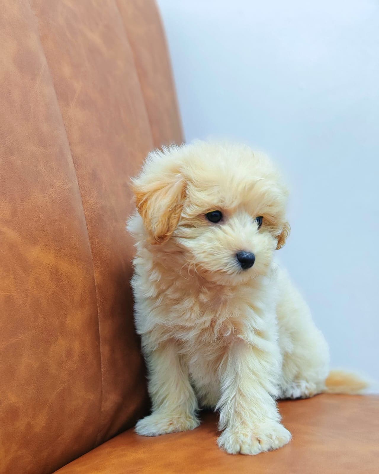 Maltipoo - Image 2