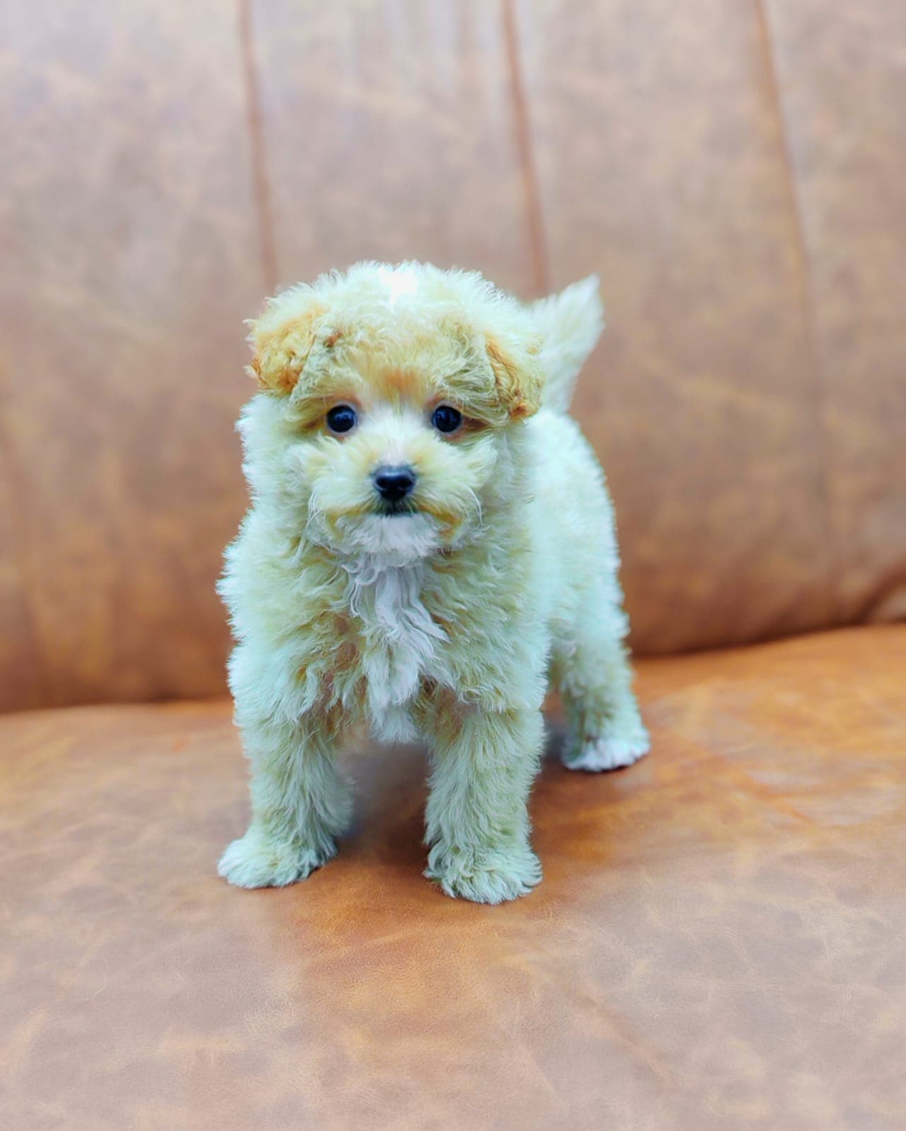 Maltipoo - Image 5