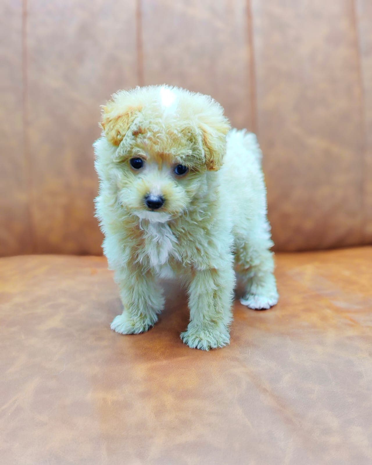 Maltipoo - Image 3