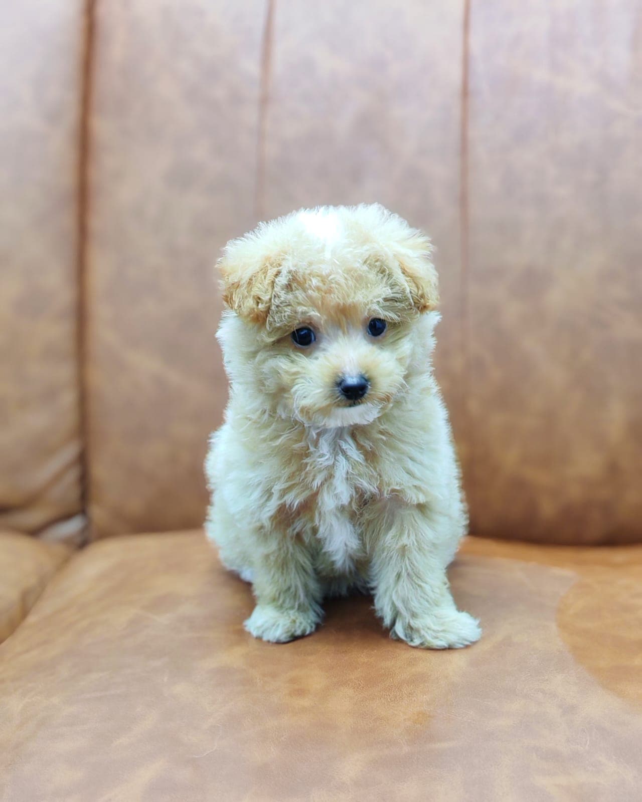 Maltipoo - Image 1