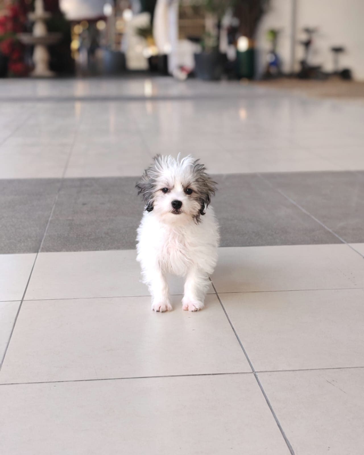 Maltipoo - Image 5