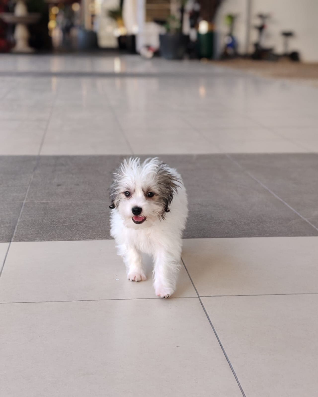Maltipoo - Image 4