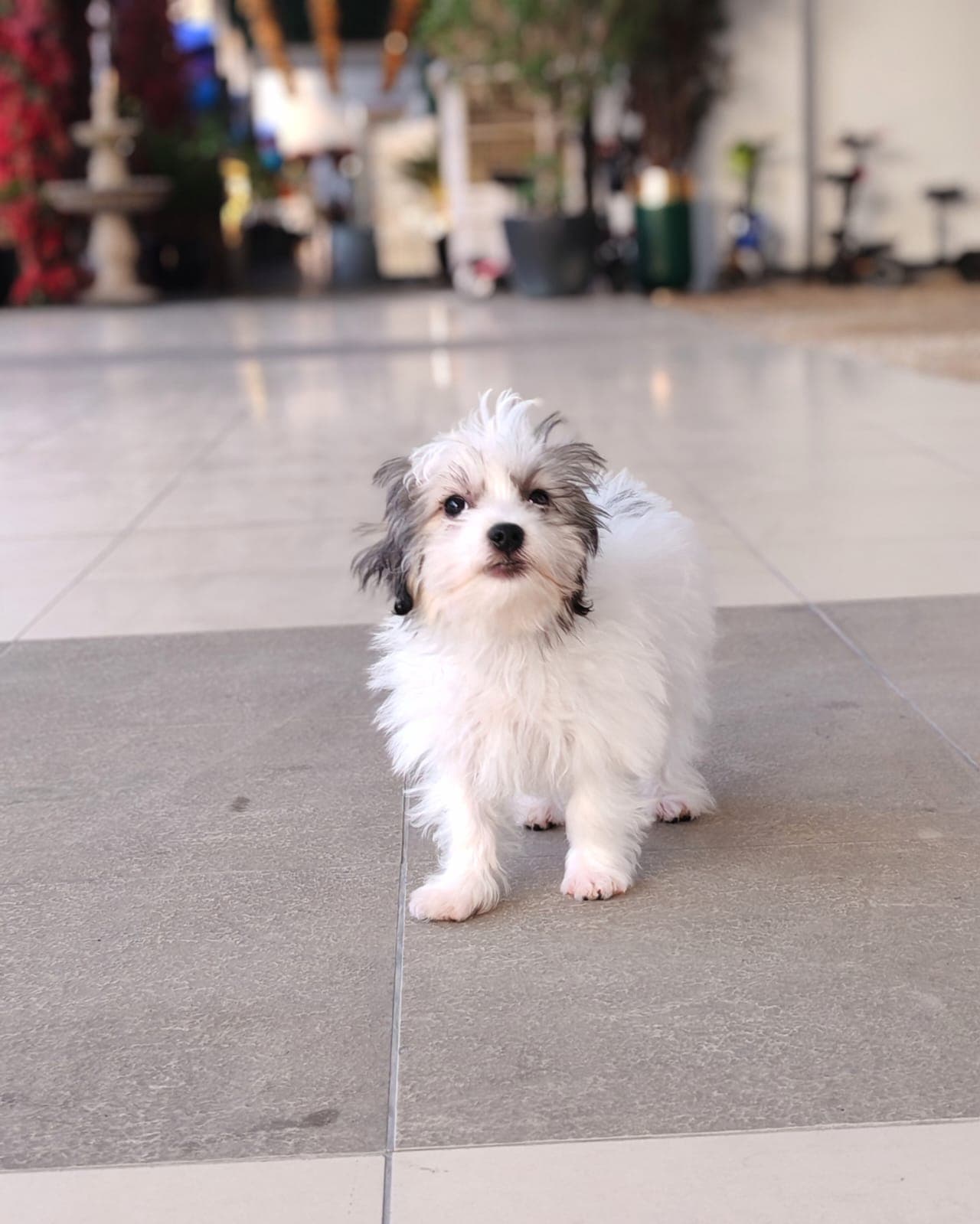 Maltipoo - Image 3