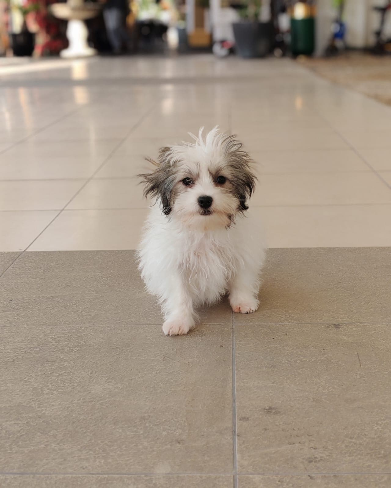 Maltipoo