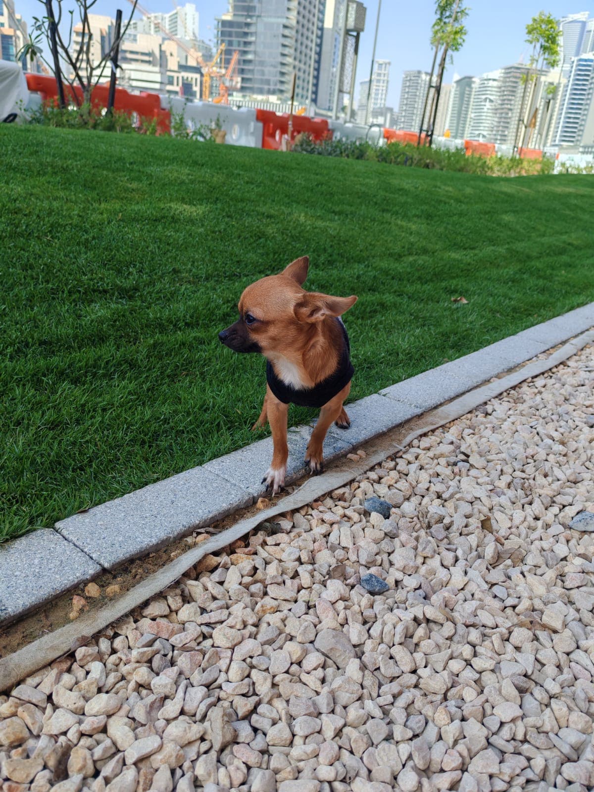 Chihuahua - Image 4