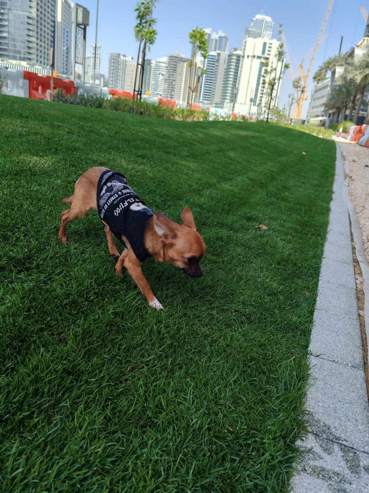 Chihuahua - Image 2