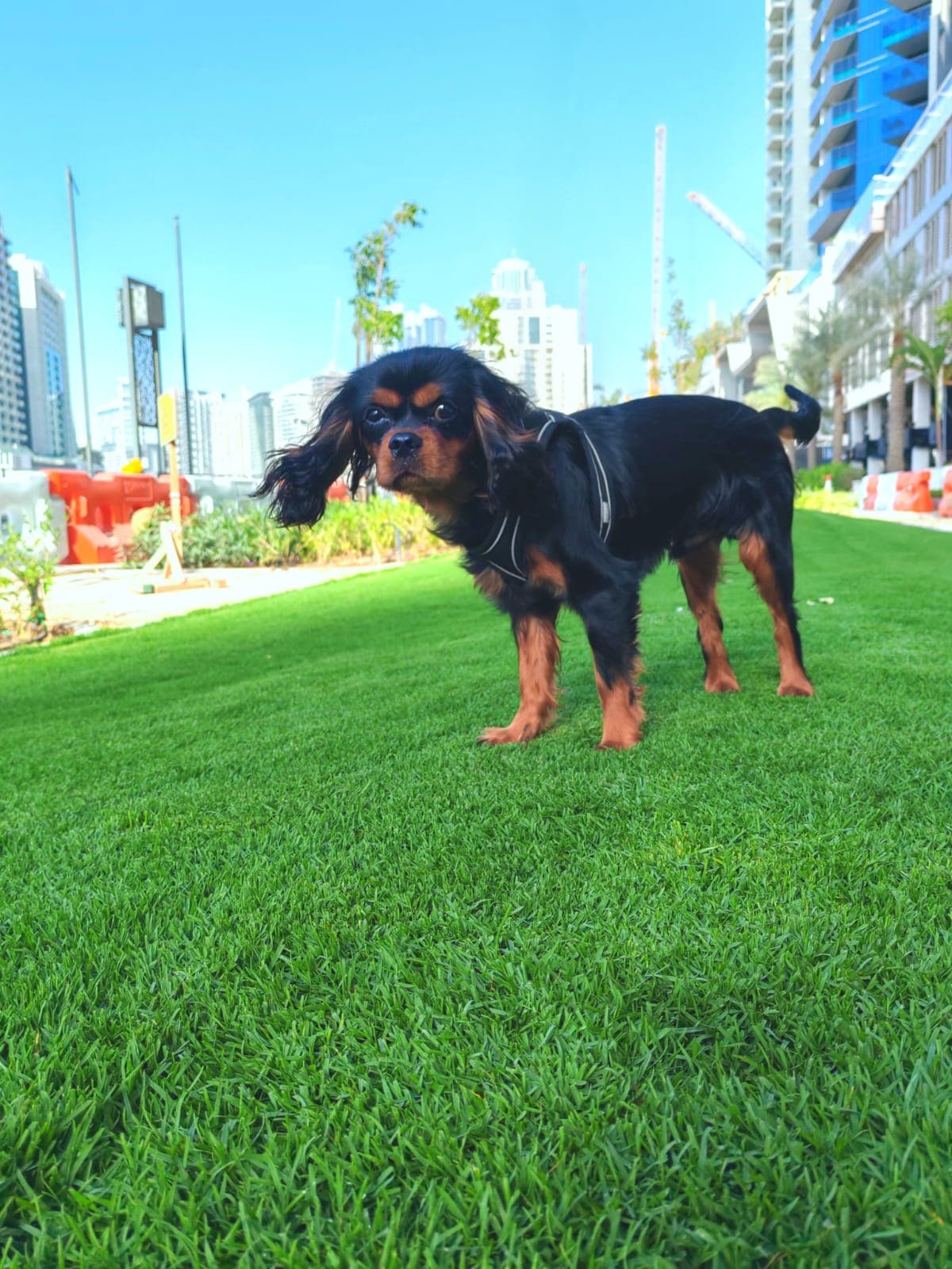 King Charles Speniel