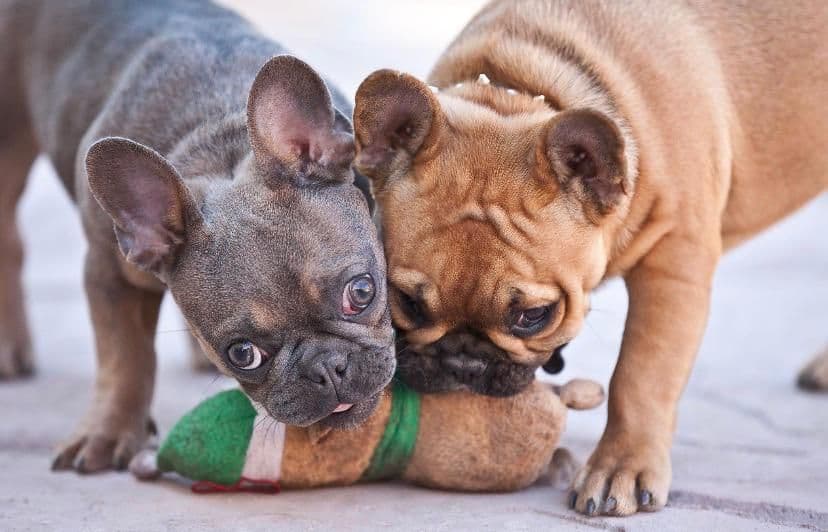 Cute French Bulldog puppies playing