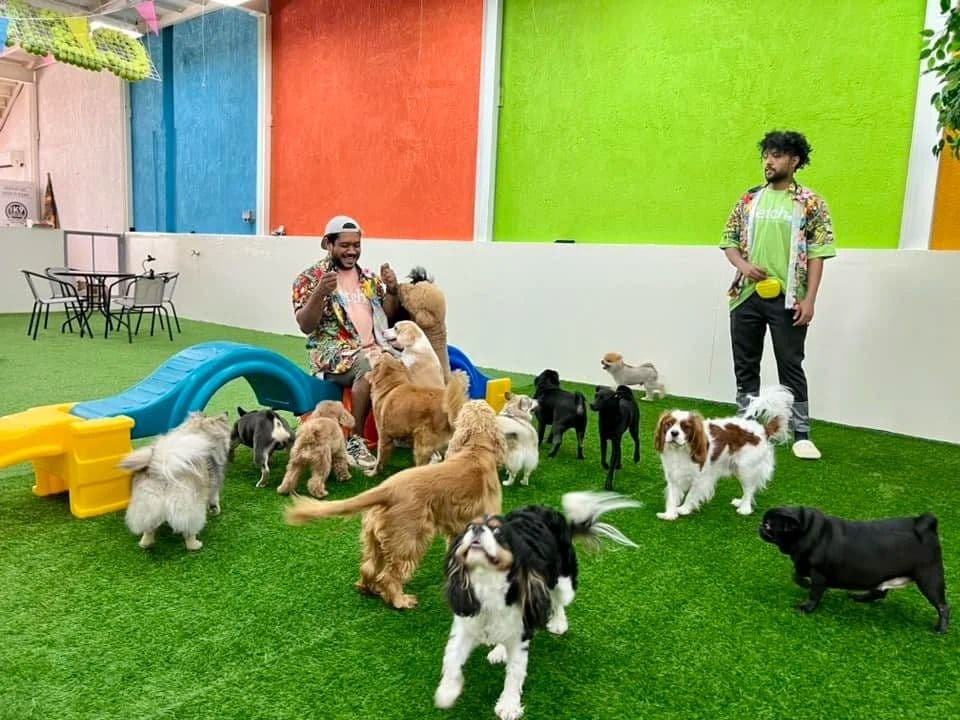 Puppy learning basic commands at Tom & Jerry Pet Shop in Business Bay