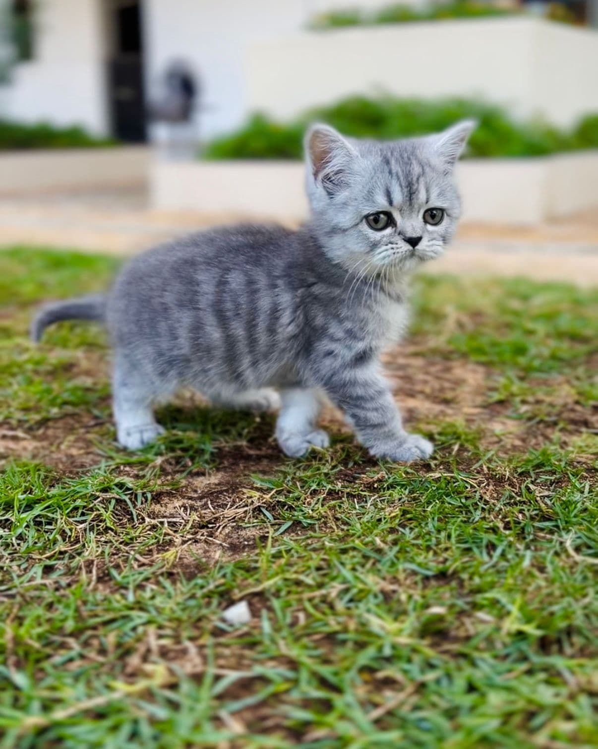 British Chinchilla kittens Dubai | British Chinchilla kittens for sale Dubai | British Chinchilla breeders in Dubai | Buy British Chinchilla kittens in Dubai | British Chinchilla Dubai price | British Chinchilla kitten Dubai pet shop | British Chinchilla kittens UAE | British Chinchilla for sale UAE | British Chinchilla Dubai for adoption | Best British Chinchilla kitten shop in Dubai | Dubai British Chinchilla kittens available | British Chinchilla kittens Business Bay Dubai | Premium British Chinchilla kittens Dubai | Healthy British Chinchilla kittens Dubai | Dubai British Chinchilla kitten store | British Chinchilla kittens Tom and Jerry Pet Shop Dubai | British Chinchilla kittens Tom and Jerry Pet Shop | Buy British Chinchilla kitten from Tom and Jerry Pet Shop Dubai | British Chinchilla kittens for sale near me Dubai | British Chinchilla kitten near me UAE | British Chinchilla near me Dubai | Purebred British Chinchilla kittens Dubai | Champion bloodline British Chinchilla kittens Dubai | Vaccinated British Chinchilla kittens Dubai | Affordable British Chinchilla kittens Dubai | Silver British Chinchilla kittens Dubai | White British Chinchilla kittens Dubai | Grey British Chinchilla kittens Dubai | Mini British Chinchilla kittens Dubai | Short-leg British Chinchilla kittens Dubai