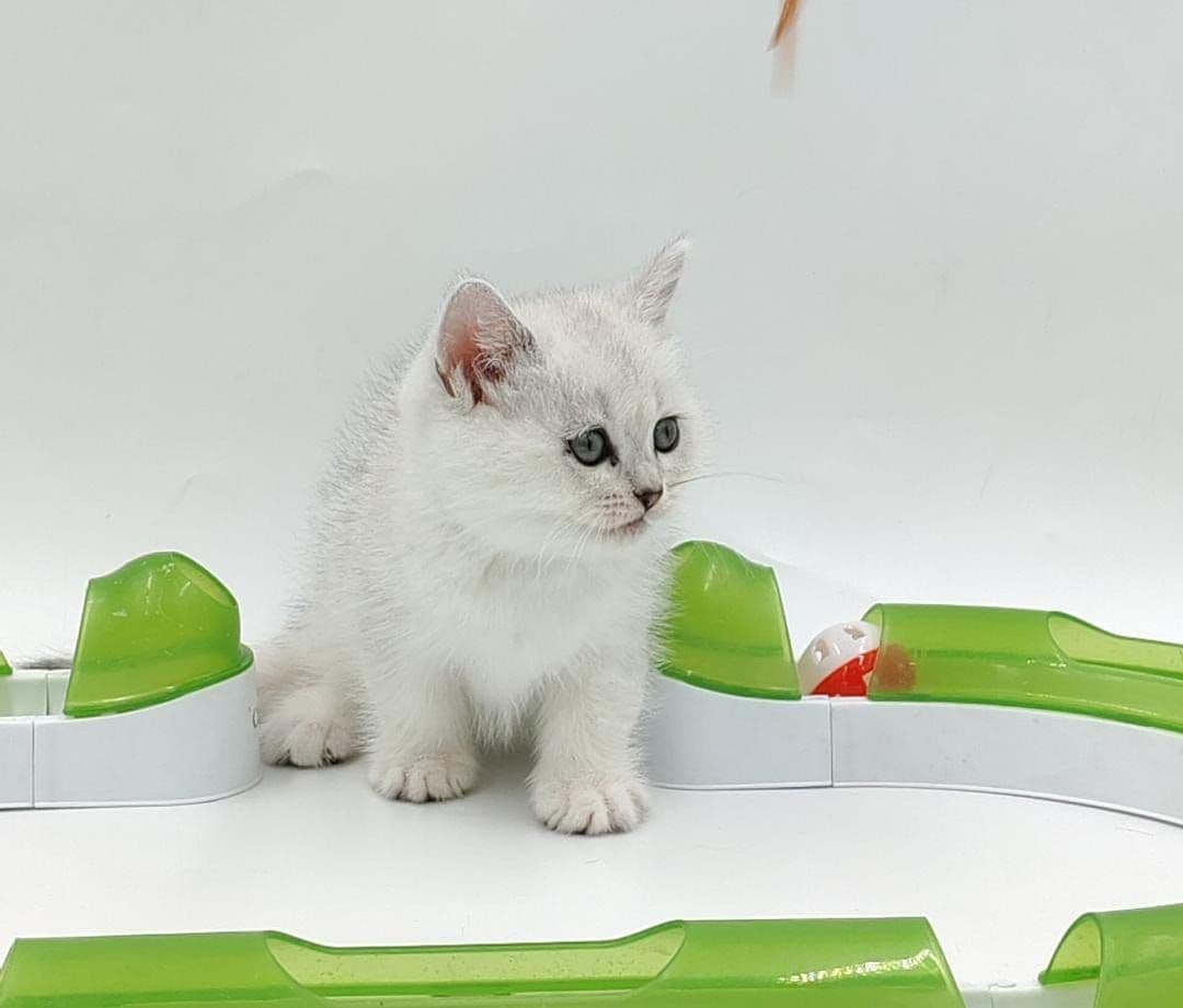 British Shorthair kittens Dubai l British Shorthair cat for sale UAE l British Shorthair blue kittens for sale l British Shorthair breeder Dubai l Buy British Shorthair kitten near me l Affordable British Shorthair kittens in Dubai l British Shorthair cats UAE l Purebred British Shorthair kittens Dubai l British Shorthair kittens with pedigree l British Shorthair pet shop Dubai - Image 3