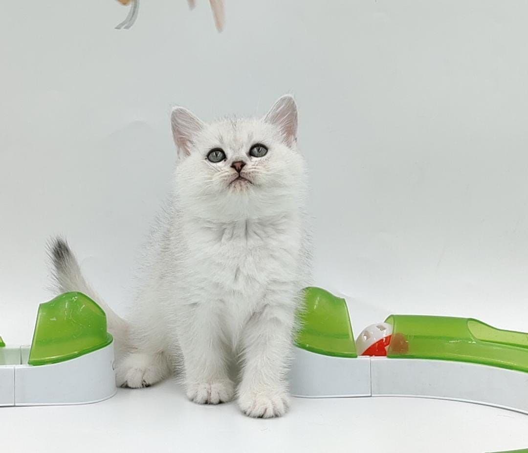 British Shorthair kittens Dubai l British Shorthair cat for sale UAE l British Shorthair blue kittens for sale l British Shorthair breeder Dubai l Buy British Shorthair kitten near me l Affordable British Shorthair kittens in Dubai l British Shorthair cats UAE l Purebred British Shorthair kittens Dubai l British Shorthair kittens with pedigree l British Shorthair pet shop Dubai - Image 4