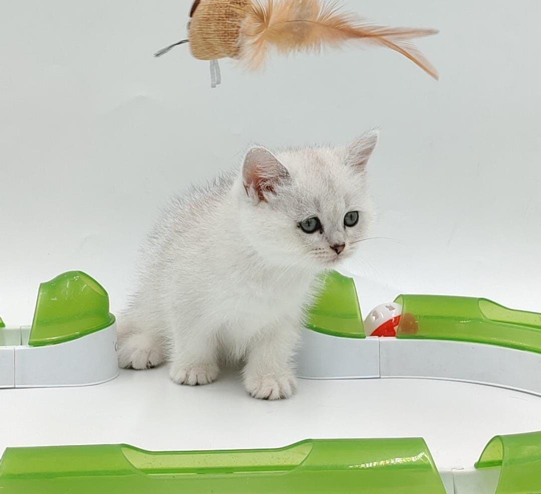 British Shorthair kittens Dubai l British Shorthair cat for sale UAE l British Shorthair blue kittens for sale l British Shorthair breeder Dubai l Buy British Shorthair kitten near me l Affordable British Shorthair kittens in Dubai l British Shorthair cats UAE l Purebred British Shorthair kittens Dubai l British Shorthair kittens with pedigree l British Shorthair pet shop Dubai - Image 5