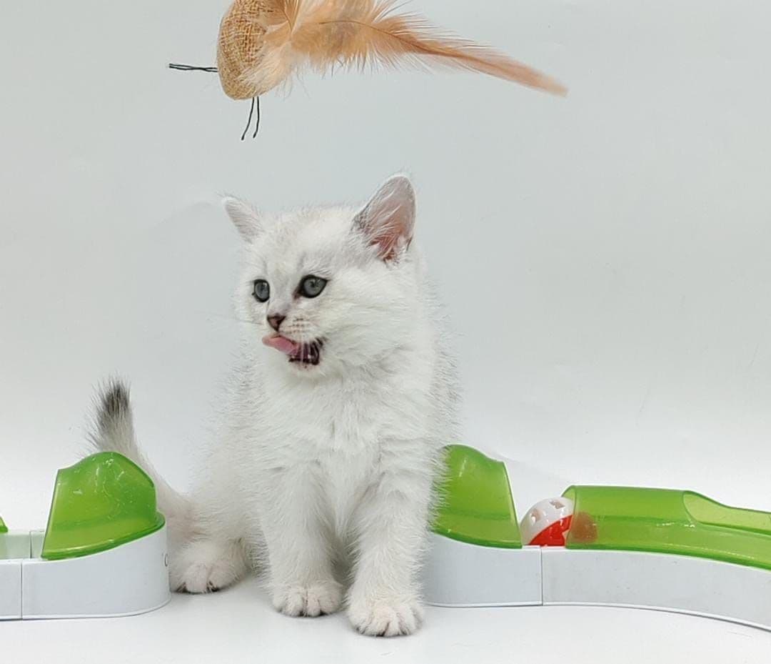 British Shorthair kittens Dubai l British Shorthair cat for sale UAE l British Shorthair blue kittens for sale l British Shorthair breeder Dubai l Buy British Shorthair kitten near me l Affordable British Shorthair kittens in Dubai l British Shorthair cats UAE l Purebred British Shorthair kittens Dubai l British Shorthair kittens with pedigree l British Shorthair pet shop Dubai - Image 6