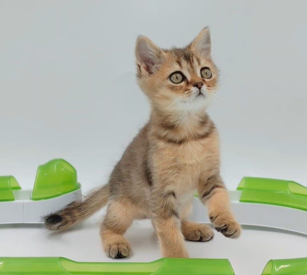 British Shorthair kittens Dubai l British Shorthair cat for sale UAE l British Shorthair blue kittens for sale l British Shorthair breeder Dubai l Buy British Shorthair kitten near me l Affordable British Shorthair kittens in Dubai l British Shorthair cats UAE l Purebred British Shorthair kittens Dubai l British Shorthair kittens with pedigree l British Shorthair pet shop Dubai - Image 2