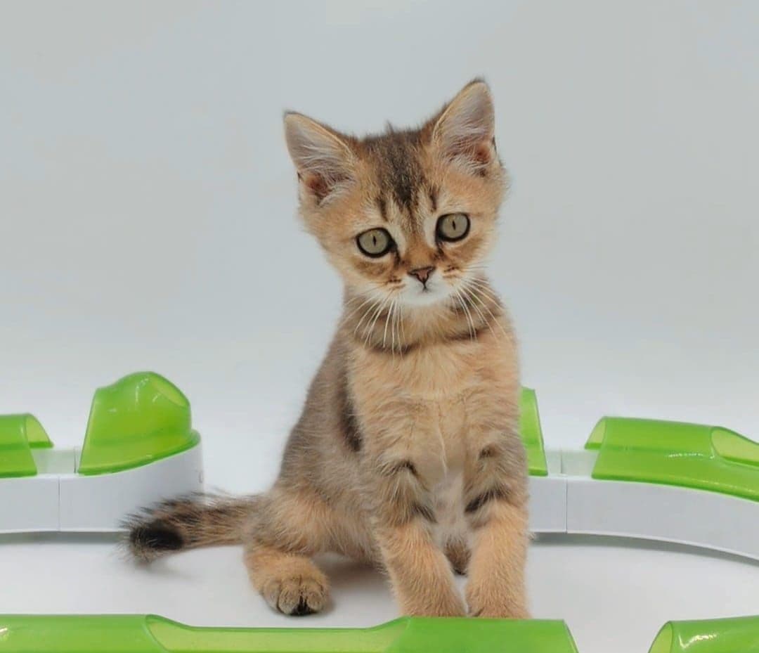 British Shorthair kittens Dubai l British Shorthair cat for sale UAE l British Shorthair blue kittens for sale l British Shorthair breeder Dubai l Buy British Shorthair kitten near me l Affordable British Shorthair kittens in Dubai l British Shorthair cats UAE l Purebred British Shorthair kittens Dubai l British Shorthair kittens with pedigree l British Shorthair pet shop Dubai - Image 3