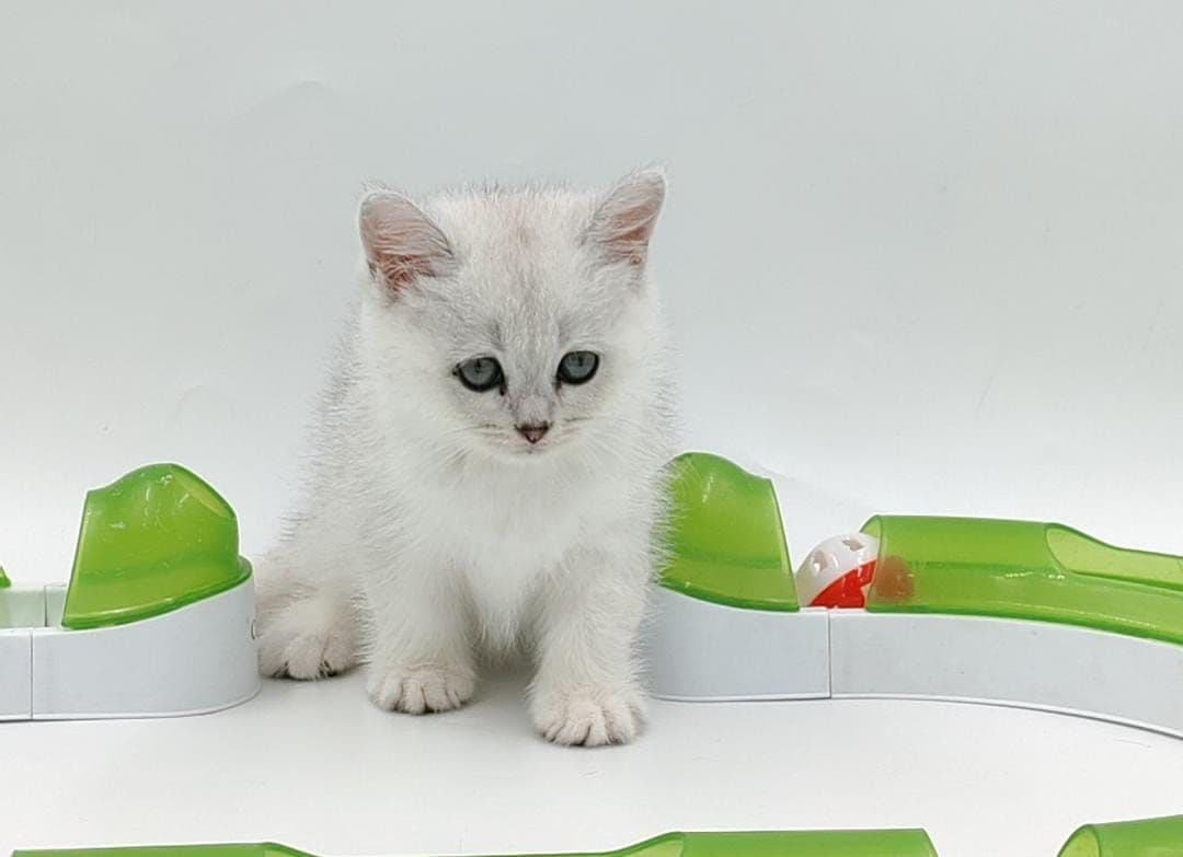 British Shorthair kittens Dubai l British Shorthair cat for sale UAE l British Shorthair blue kittens for sale l British Shorthair breeder Dubai l Buy British Shorthair kitten near me l Affordable British Shorthair kittens in Dubai l British Shorthair cats UAE l Purebred British Shorthair kittens Dubai l British Shorthair kittens with pedigree l British Shorthair pet shop Dubai - Image 1
