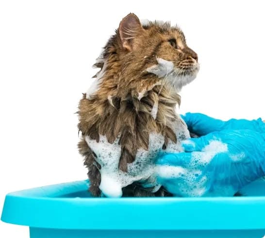 Basic Grooming