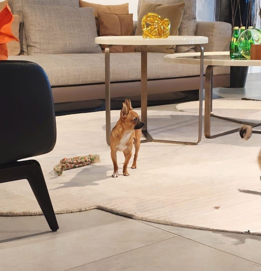 Chihuahua Puppy for Sale in Dubai - Image 2