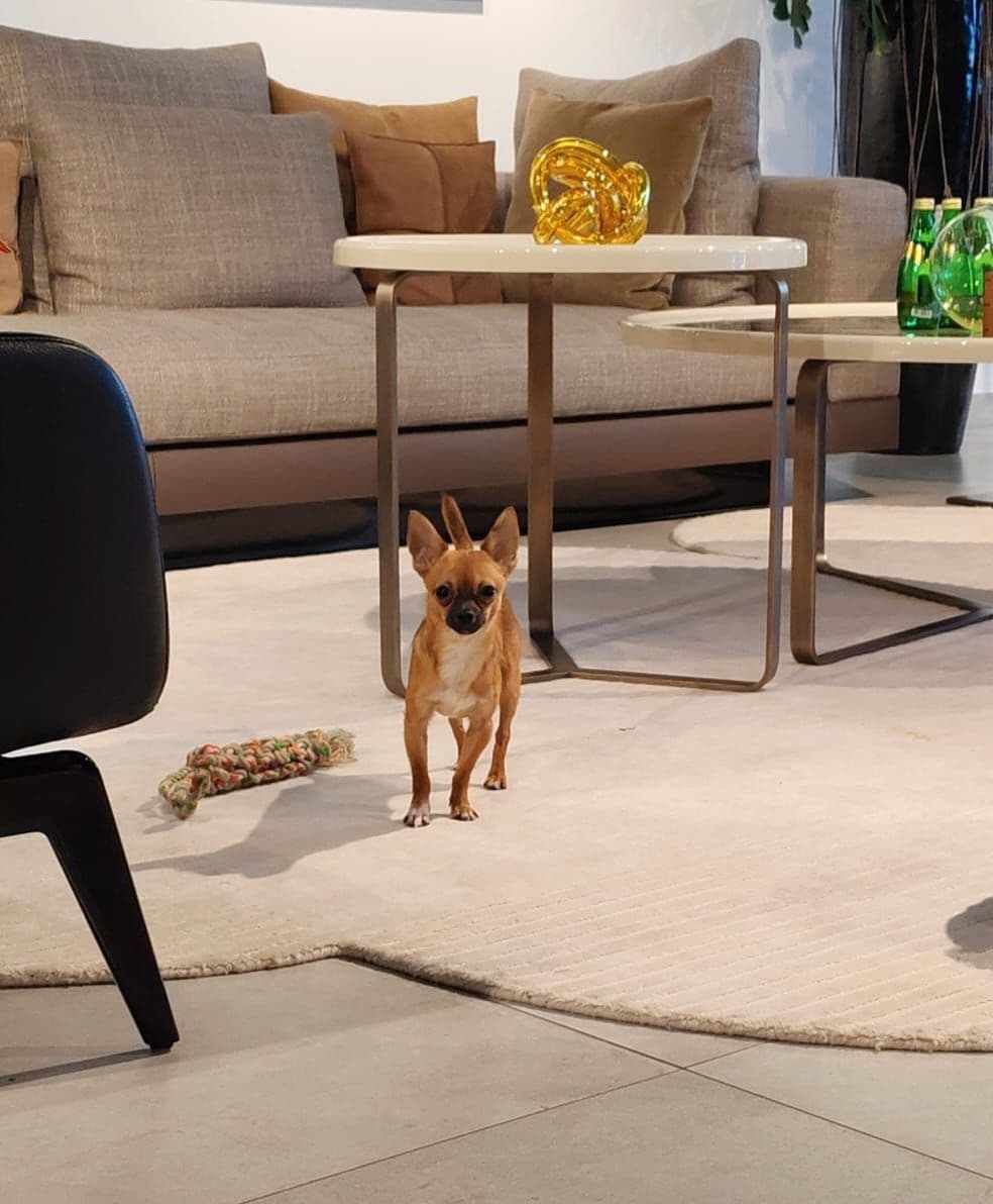 Chihuahua Puppy for Sale in Dubai - Image 3