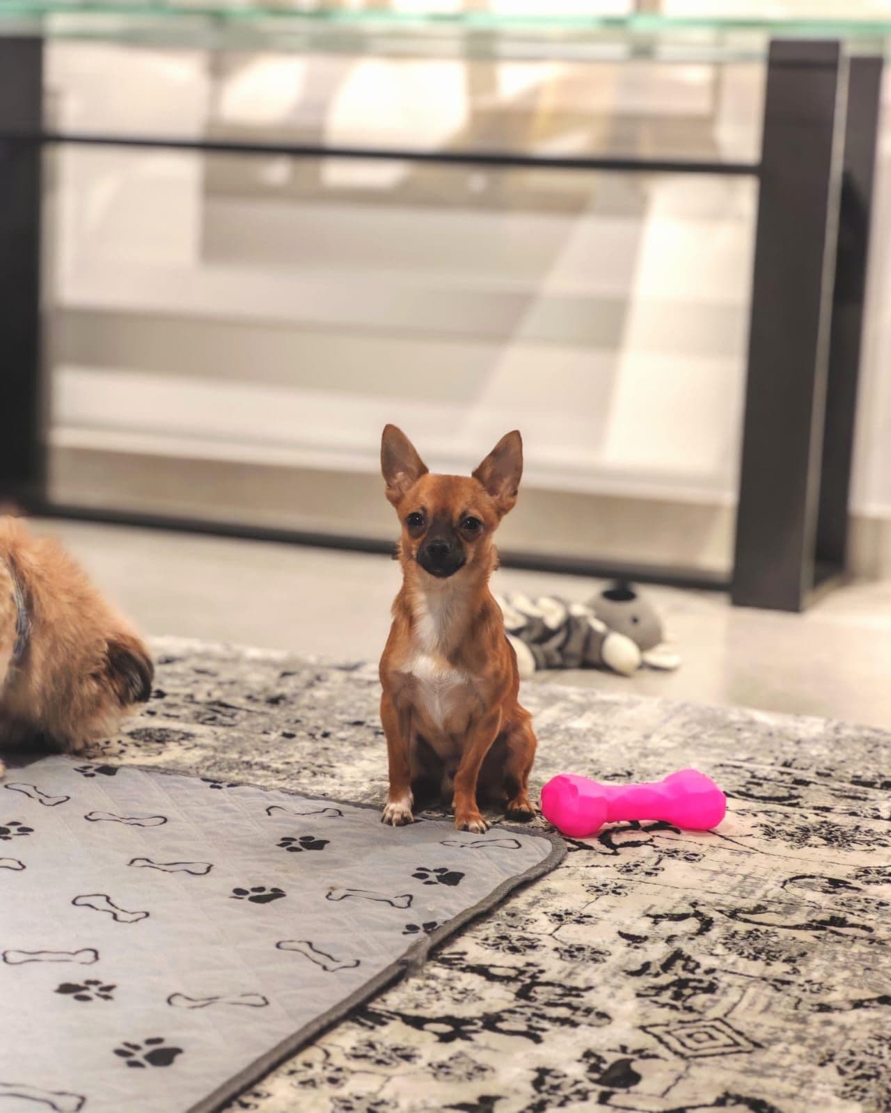 Chihuahua Puppy for Sale in Dubai
