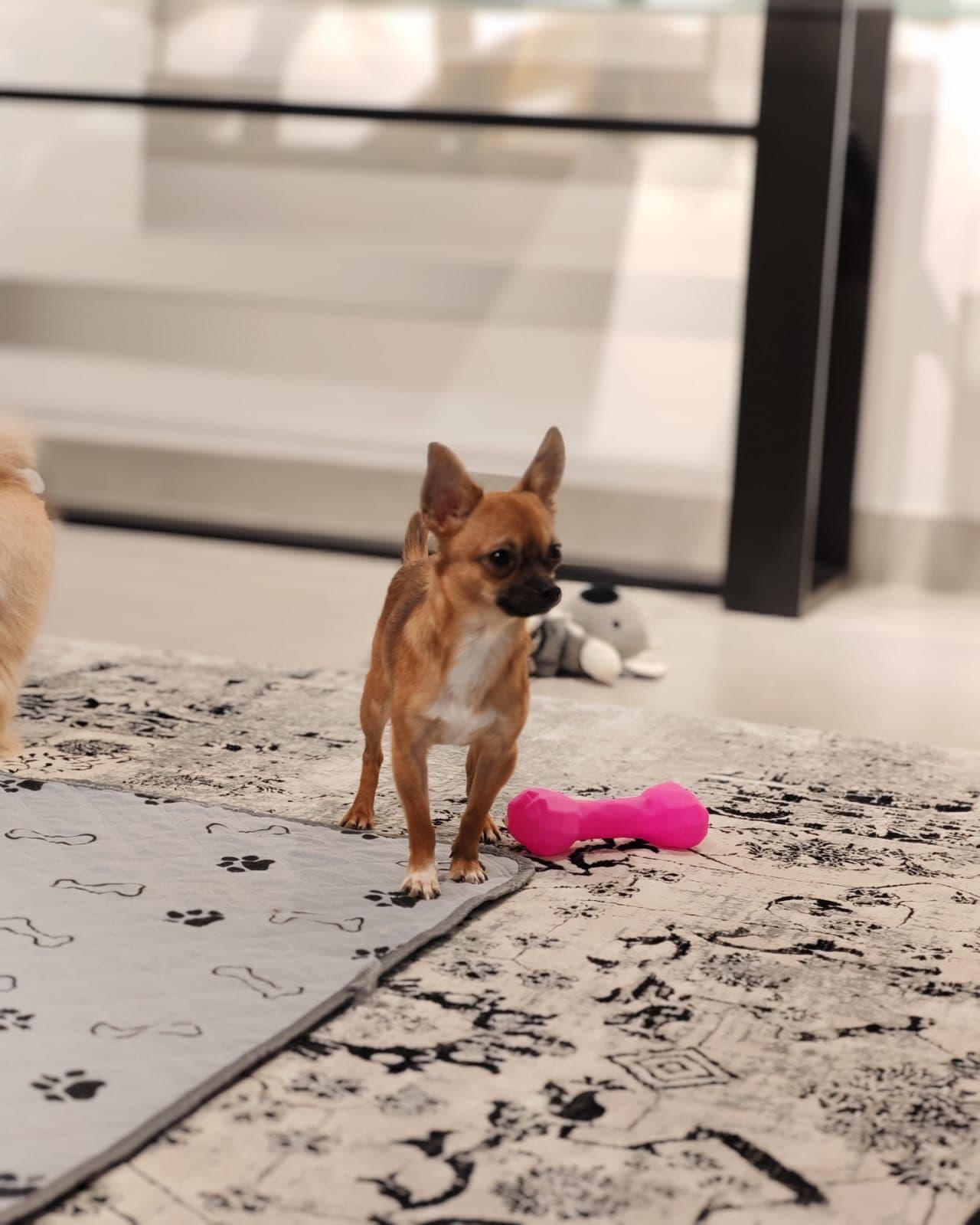 Chihuahua Puppy for Sale in Dubai - Image 1