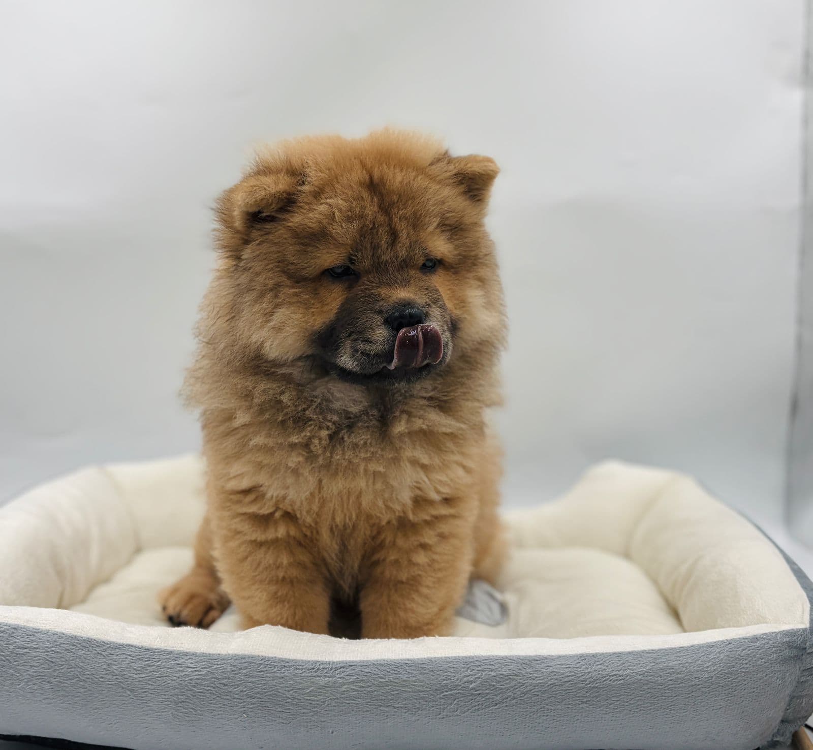 Chow Chow - Image 3