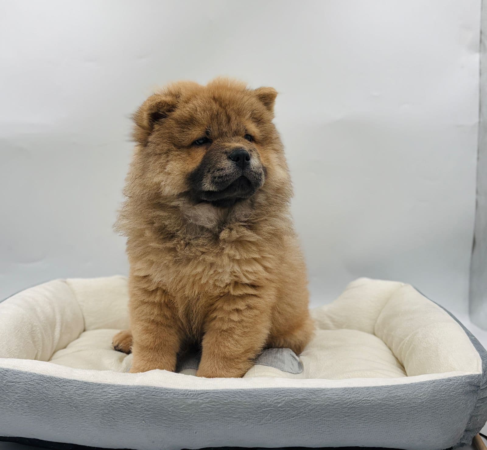 Chow Chow - Image 4