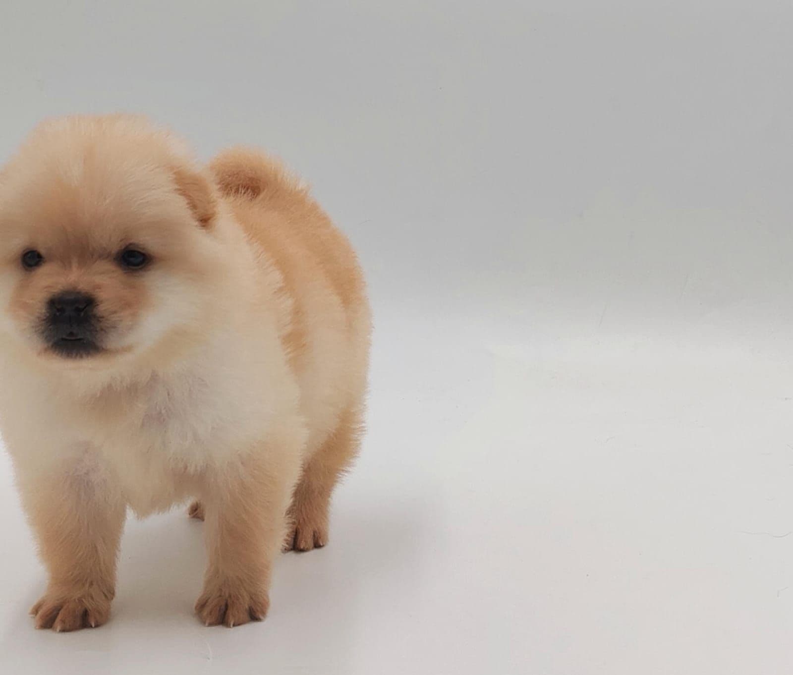 Chow Chow Puppy for Sale in Dubai l Chow Chow Puppies for Sale in Dubai - Image 2