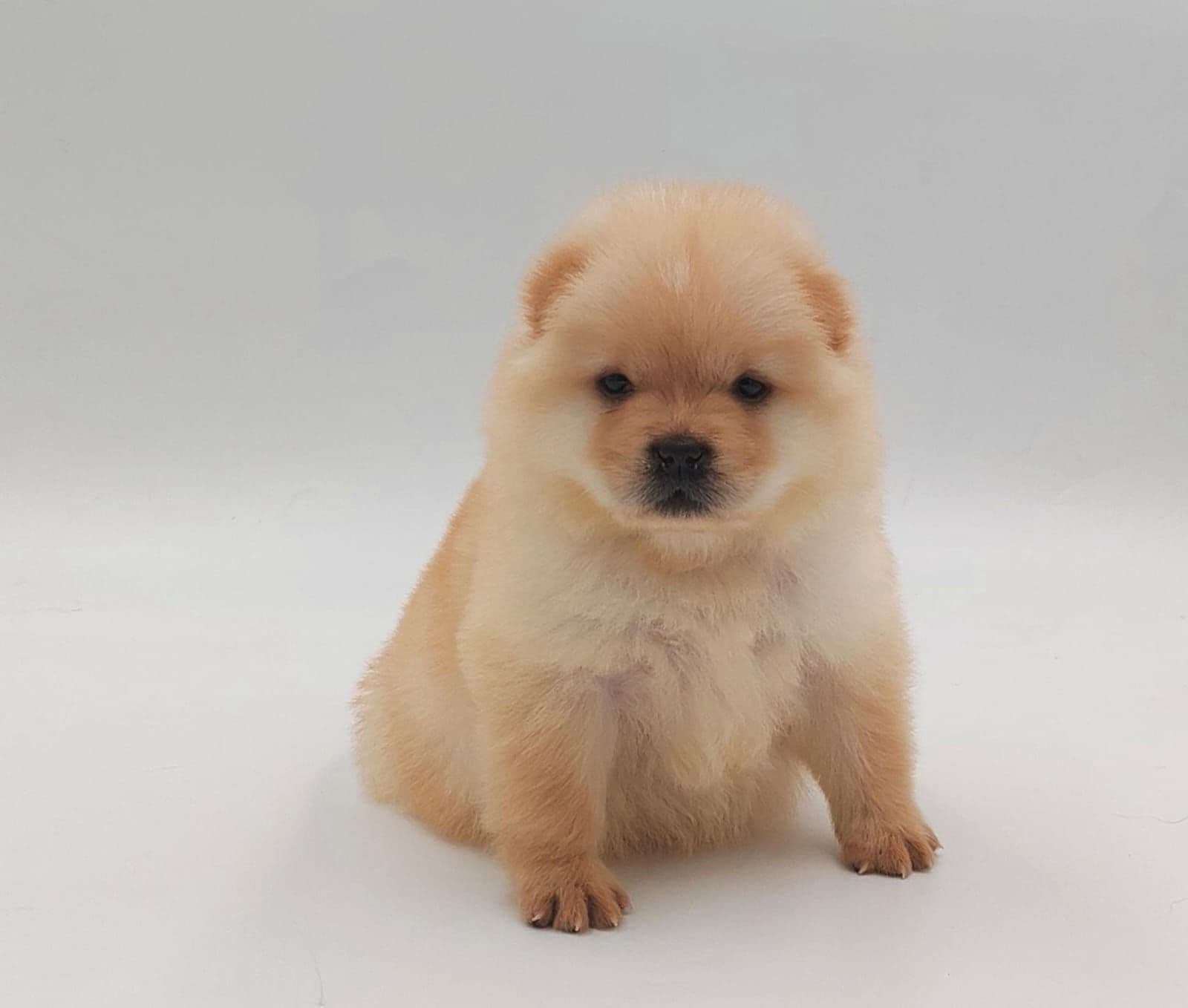 Chow Chow Puppy for Sale in Dubai l Chow Chow Puppies for Sale in Dubai