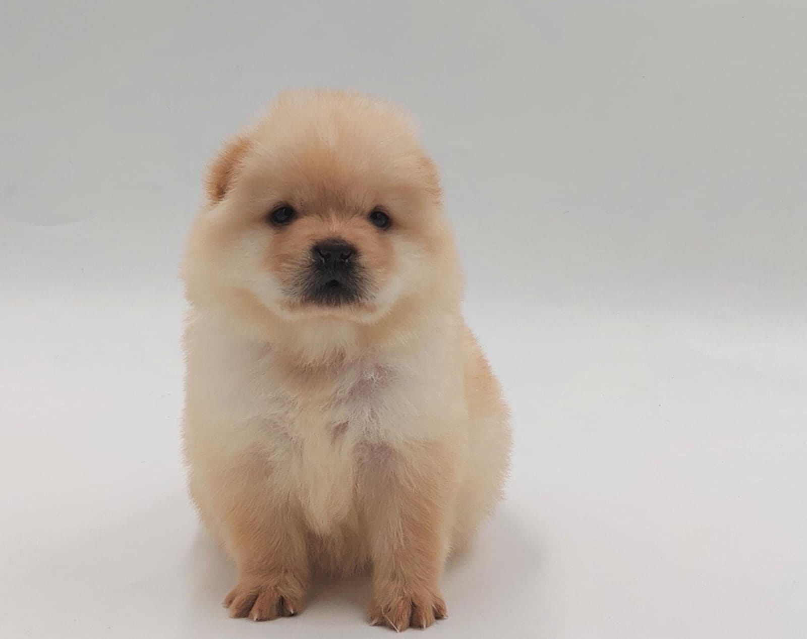 Chow Chow Puppy for Sale in Dubai l Chow Chow Puppies for Sale in Dubai - Image 4