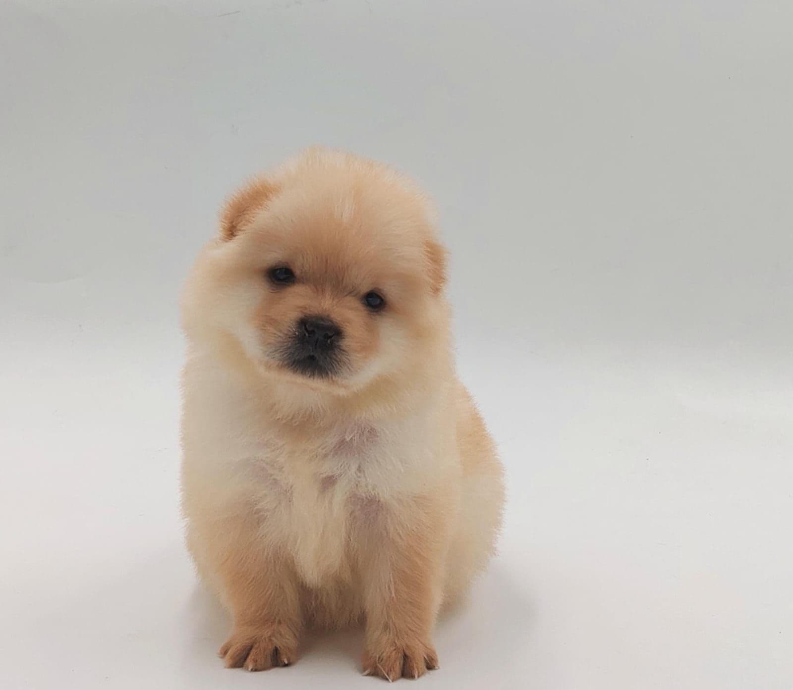 Chow Chow Puppy for Sale in Dubai l Chow Chow Puppies for Sale in Dubai - Image 5
