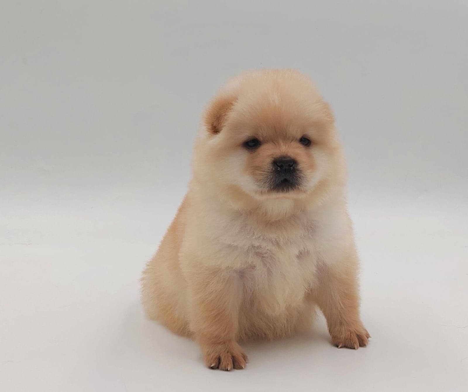 Chow Chow Puppy for Sale in Dubai l Chow Chow Puppies for Sale in Dubai - Image 1