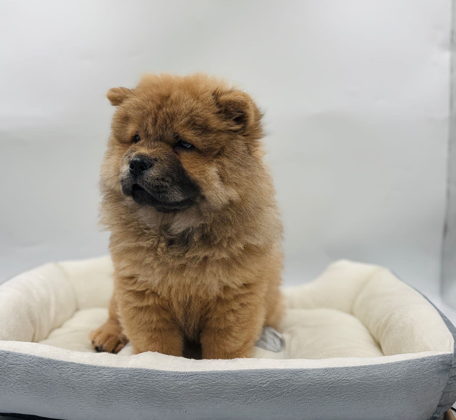 Chow Chow - Image 1