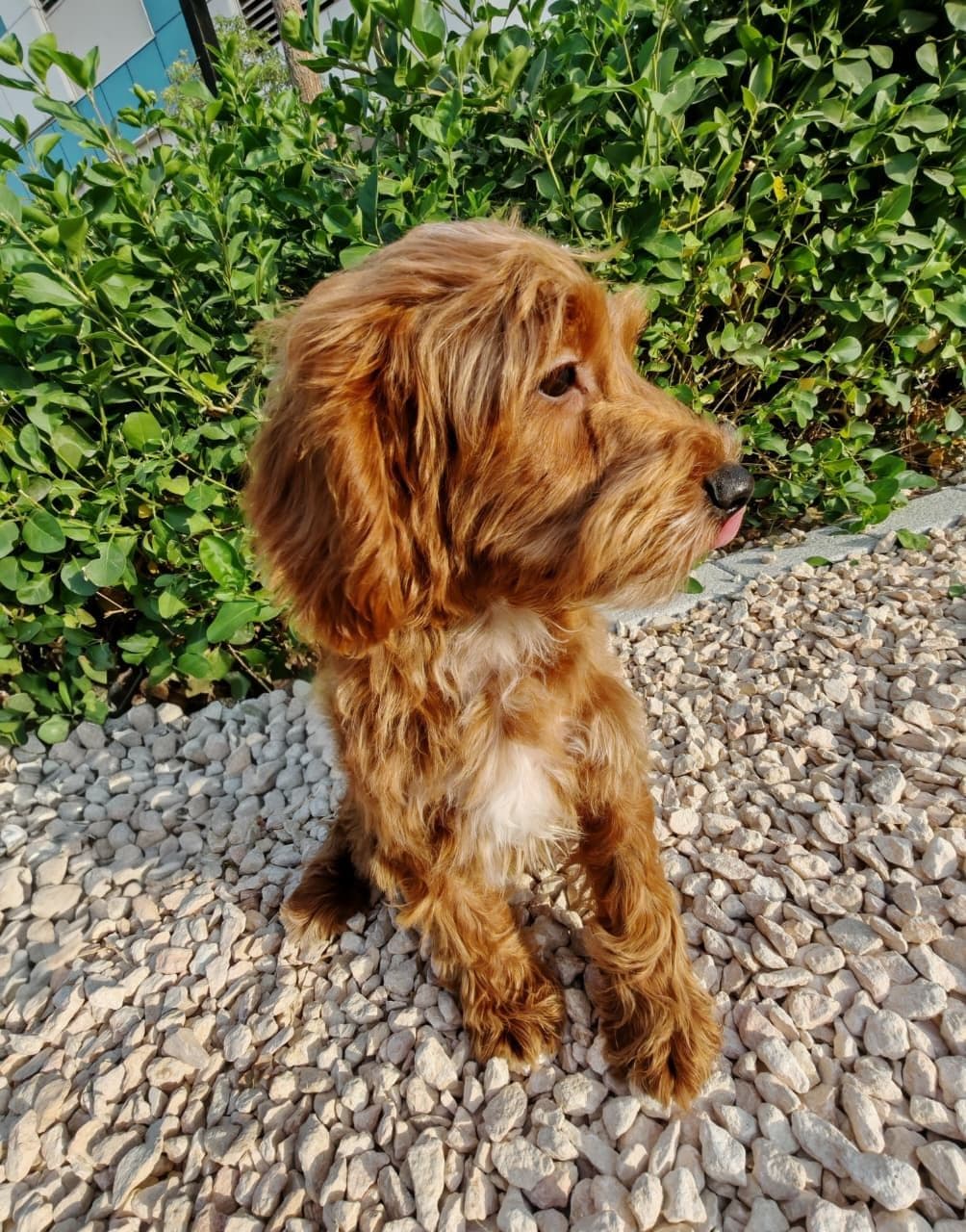 Cockapoo Puppy for Sale in Dubai l Cockapoo Puppies for Sale in Dubai