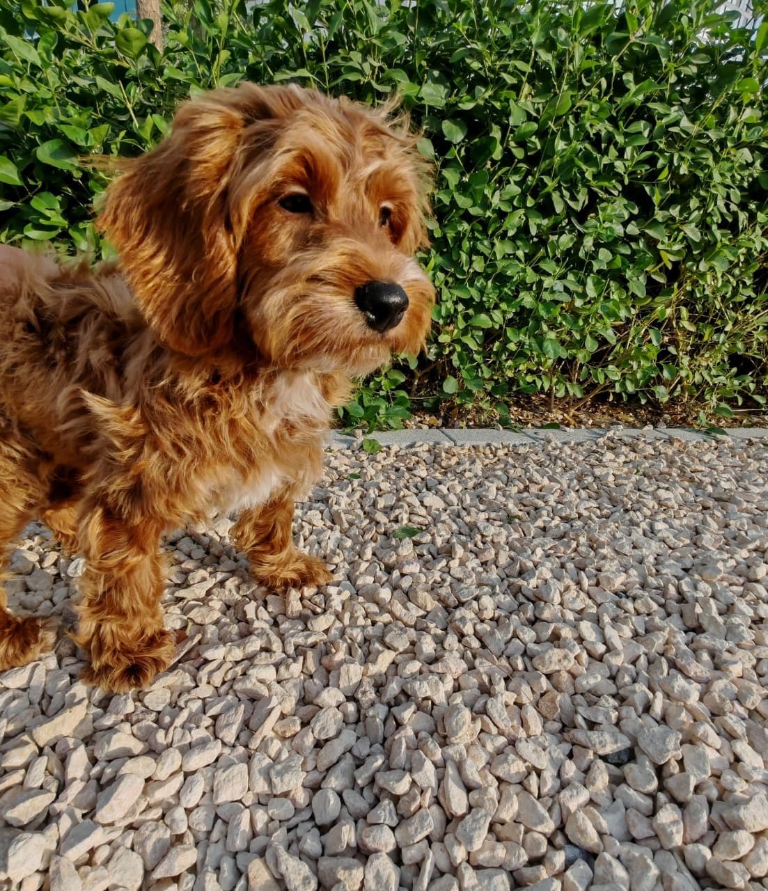 Cockapoo Puppy for Sale in Dubai l Cockapoo Puppies for Sale in Dubai - Image 3