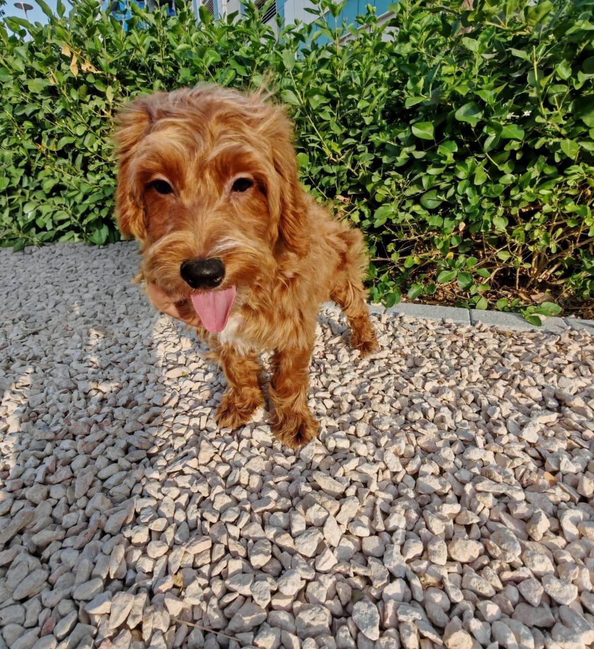 Cockapoo Puppy for Sale in Dubai l Cockapoo Puppies for Sale in Dubai - Image 4