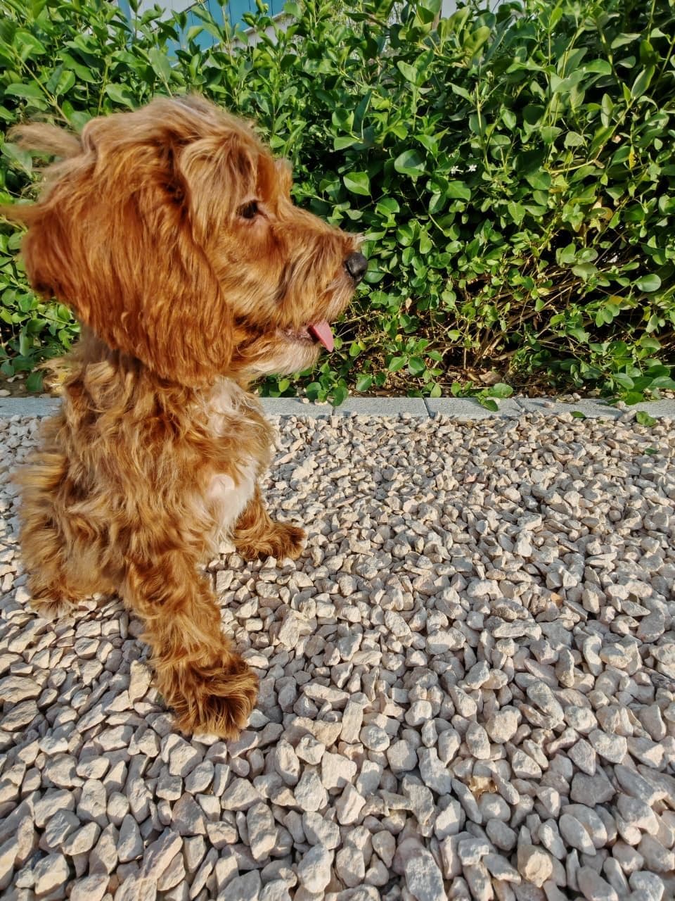 Cockapoo Puppy for Sale in Dubai l Cockapoo Puppies for Sale in Dubai - Image 5