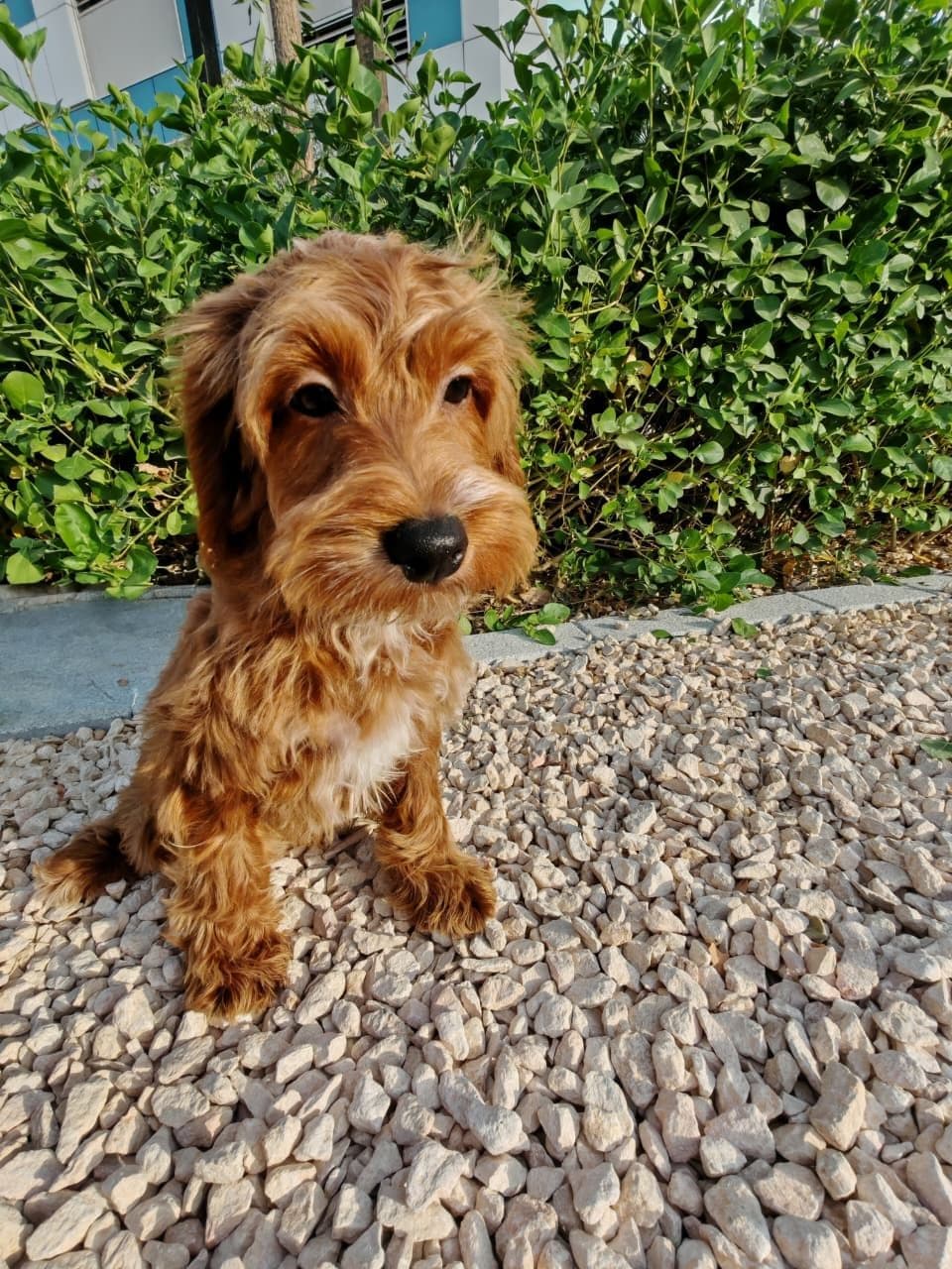 Cockapoo Puppy for Sale in Dubai l Cockapoo Puppies for Sale in Dubai - Image 1