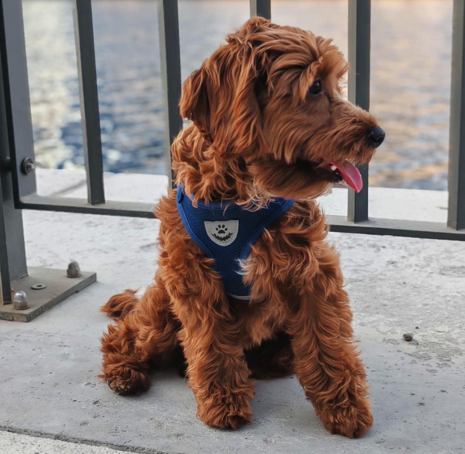 Cockapoo Puppies for Sale in Dubai | Cockapoo Puppy for Sale in Dubai | Cockapoo | Cockapoo Puppies for Sale | Cockapoo Puppies for Sale near me