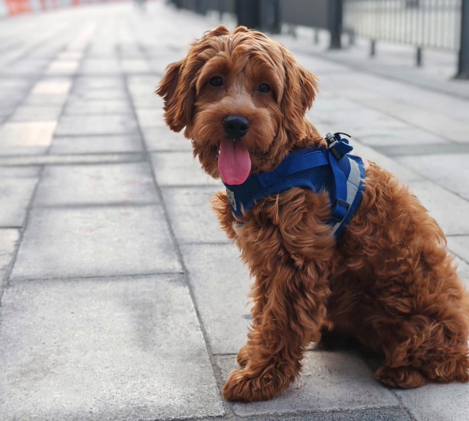 Cockapoo Puppies for Sale in Dubai | Cockapoo Puppy for Sale in Dubai | Cockapoo | Cockapoo Puppies for Sale | Cockapoo Puppies for Sale near me - Image 3