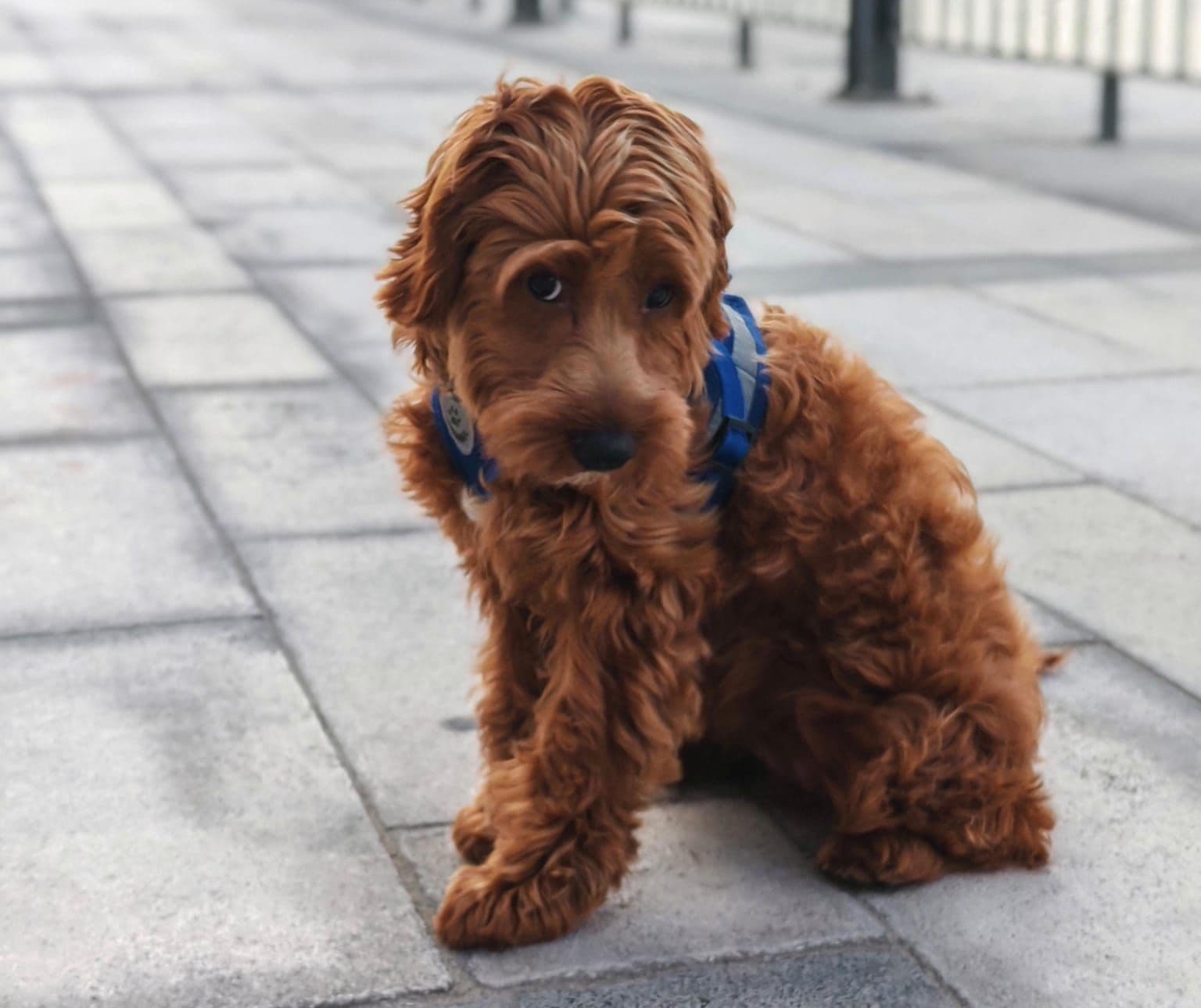 Cockapoo Puppies for Sale in Dubai | Cockapoo Puppy for Sale in Dubai | Cockapoo | Cockapoo Puppies for Sale | Cockapoo Puppies for Sale near me - Image 4