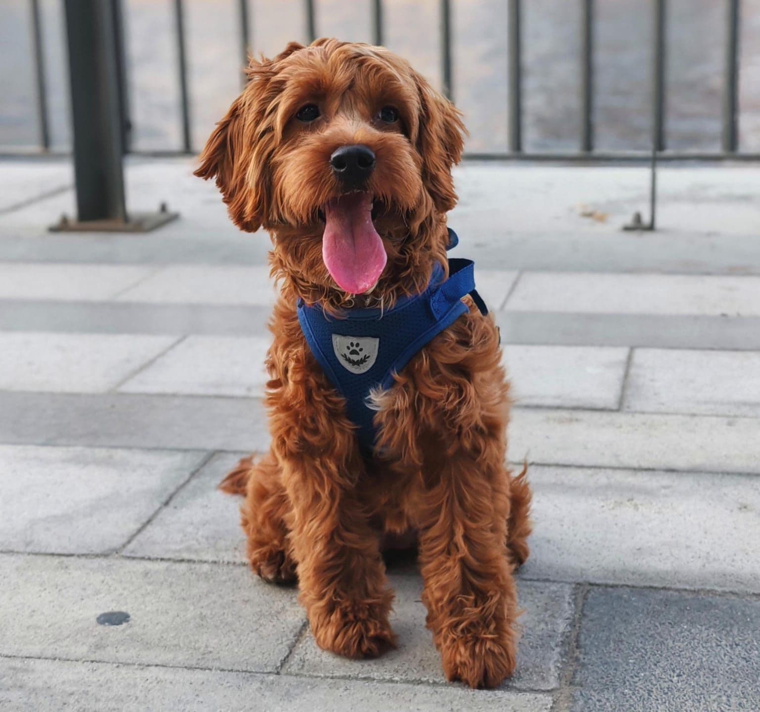 Cockapoo Puppies for Sale in Dubai | Cockapoo Puppy for Sale in Dubai | Cockapoo | Cockapoo Puppies for Sale | Cockapoo Puppies for Sale near me - Image 5