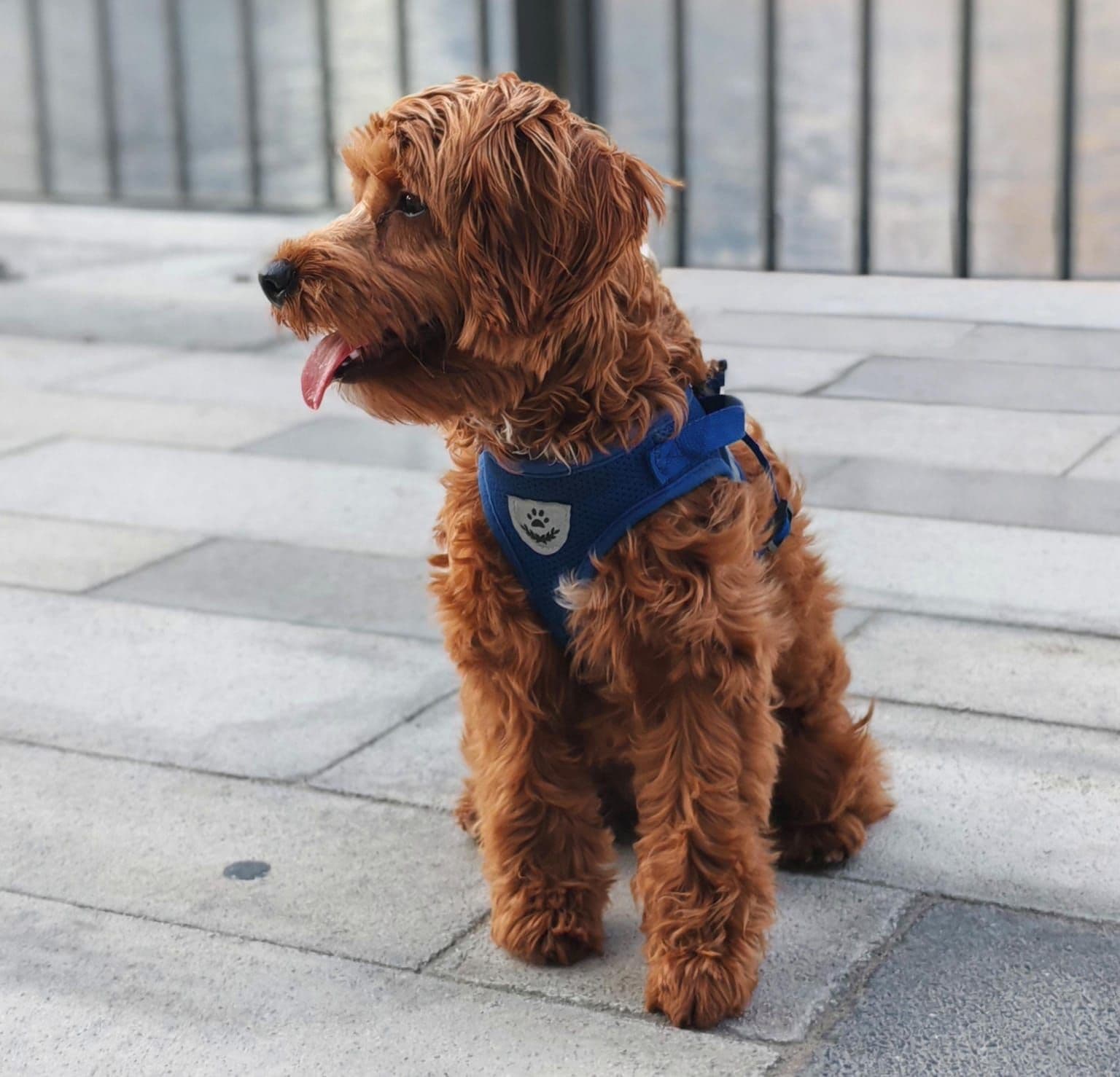 Cockapoo Puppies for Sale in Dubai | Cockapoo Puppy for Sale in Dubai | Cockapoo | Cockapoo Puppies for Sale | Cockapoo Puppies for Sale near me - Image 6