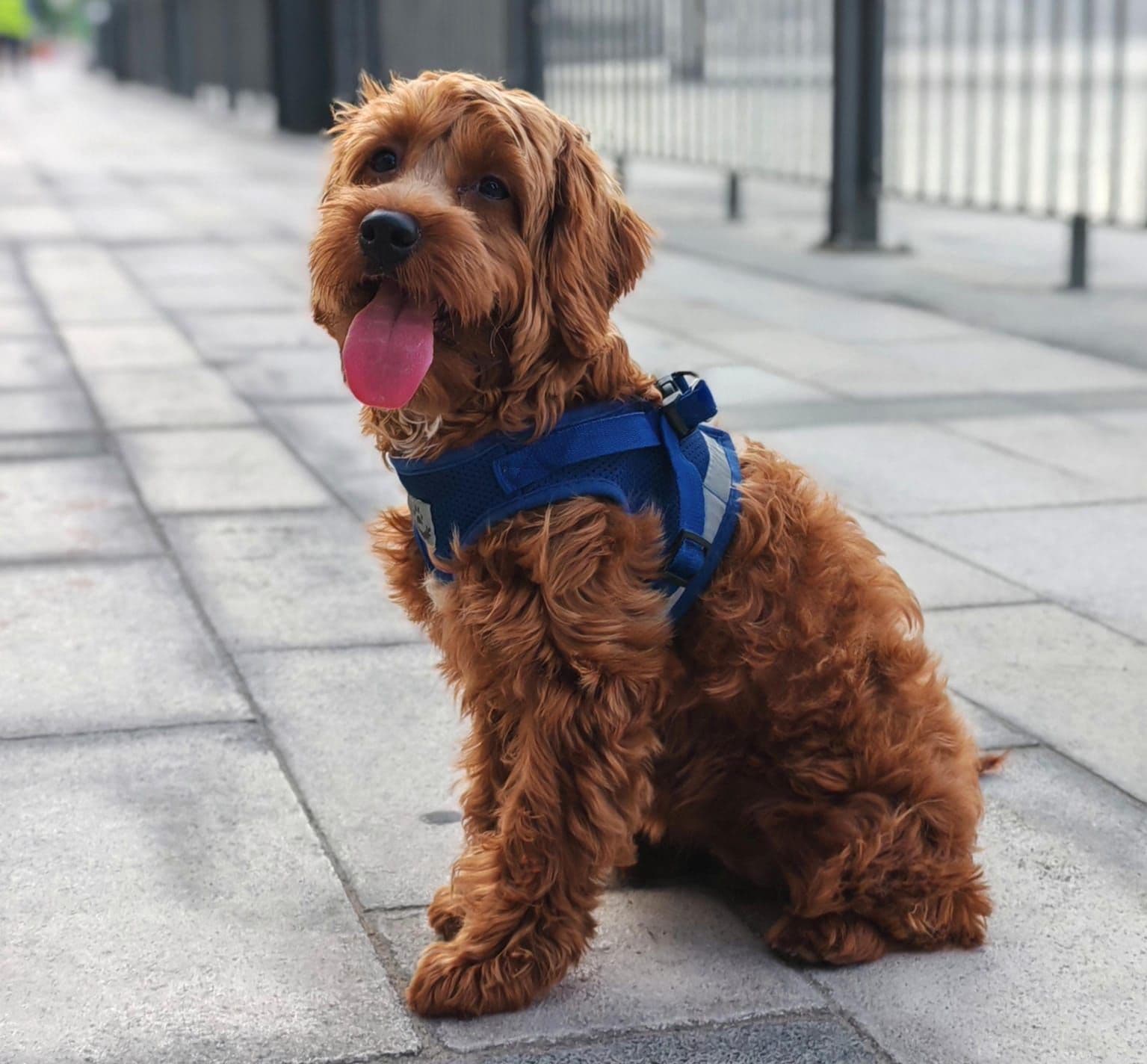 Cockapoo Puppies for Sale in Dubai | Cockapoo Puppy for Sale in Dubai | Cockapoo | Cockapoo Puppies for Sale | Cockapoo Puppies for Sale near me - Image 7