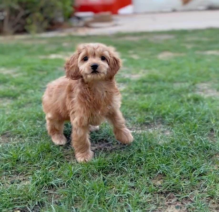 Cockapoo Puppies for Sale in Dubai | Cockapoo Puppy for Sale in Dubai | Cockapoo | Cockapoo Puppies for Sale | Cockapoo Puppies for Sale near me - Image 1