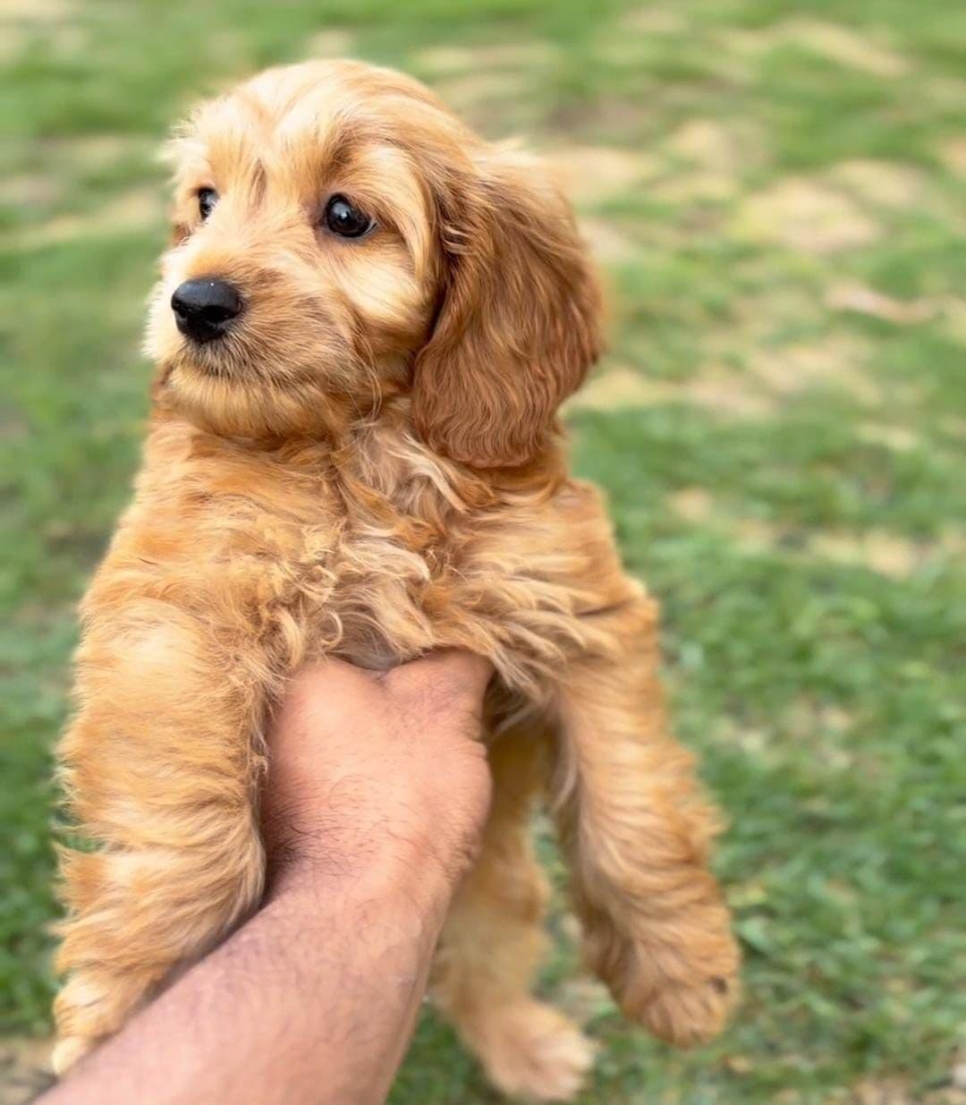 Cockapoo Puppies for Sale in Dubai | Cockapoo Puppy for Sale in Dubai | Cockapoo | Cockapoo Puppies for Sale | Cockapoo Puppies for Sale near me - Image 2