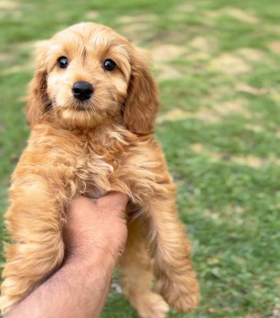 Cockapoo Puppies for Sale in Dubai | Cockapoo Puppy for Sale in Dubai | Cockapoo | Cockapoo Puppies for Sale | Cockapoo Puppies for Sale near me - Image 3